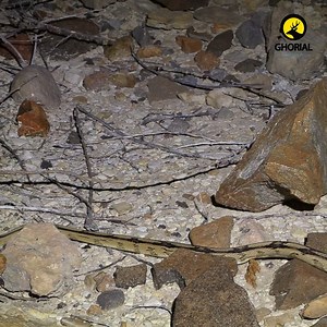 2.1K views · 73 reactions | Trans-Pecos Rat Snake | রহস্যময় সুন্দর এক...