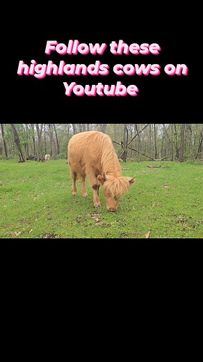 Highland cows still pretty after the rain #highland #highlandcow #minicow #cow #farmanimals #farmlife #farmlifebestlife #minifarm #backyardfarm #pets #heifer #calf #pretty | Mud Run Meadow
