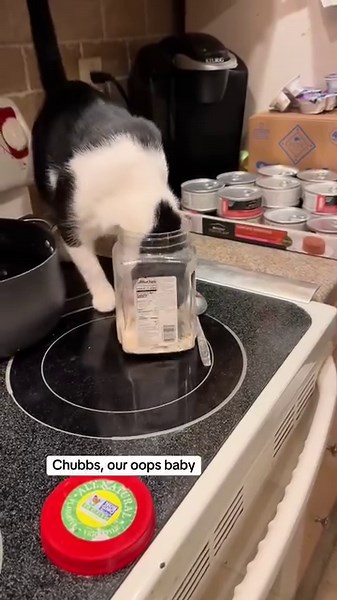 Rasa gelap dunia kejap kan 😂 | Dunia Kucing Malaysia