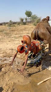 10M views · 19K reactions | Camel Suddenly Stands Up — Girl Falls...