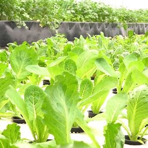 [Hot Item] Aquaponic Equipment Floating Boards Raft System for Greenhouse