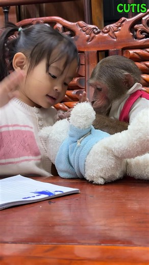 CUTIS Monkey studies with YEn Nhi! Watch now . . #monkey #monkeys #monkeydluffy #monkeybusiness #monkeyforest #monkeybars #monkeynapkin #monkey47 #monkeylove #monkeytemple #monkeyingaround #monkeyisland #MonkeyKing #Monkeybeach #monkeyyear #monkeyhaircut #monkeybread #monkeyshoulder #monkeyseemonkeydo #monkeybar #monkeymind #monkeypose #MonkeyFace #monkeyman #monkeytime #monkeyfist #monkeygirl #monkeyforestubud #monkeysofinstagram #monkeypod #monkeybibi #monkeykaka #Monkey2024 | Monkey Cutis