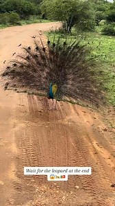 39K views · 985 reactions | Wild Safari in Sri Lanka 連 #srilanka #destination #travel #srilankatrip #srilankatravel #ceylon #hiiceylon | Hii Ceylon | Facebook