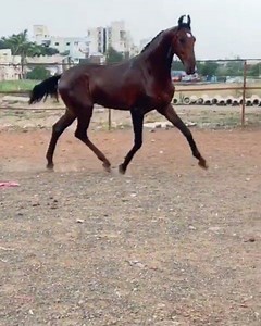 Marwari Colt :- RAJ RATAN Sire :- DILBAGH RANIA (BY LATE ALISHAAN) Owner Sh. Raj Dada @rajdada_tapkir_official ___ #follow #great_marwari_horses_of_marwar | Great Marwari Horses Of Marwar