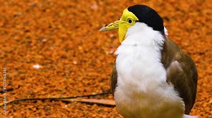 Close up of a masked lapwing bird standing on the ground cleaning it self ona sunny spring day