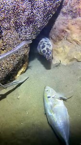 I catching seafood on the seafloor.#fishing #deepsea #beach_0058_00013 #nature #ocean | Christy Redmon