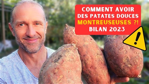Comment j'ai cultivé des patates douces géantes! 🥔