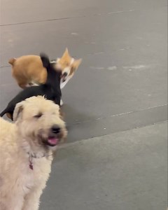 🫎and 🥨 | School of Bark LLC -Muskego