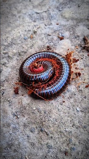 Giant american millipede wake up #shorts #millipede