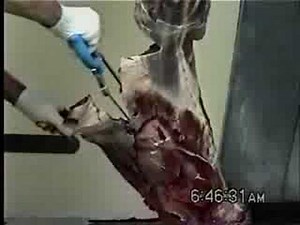 How to Butcher a deer at home