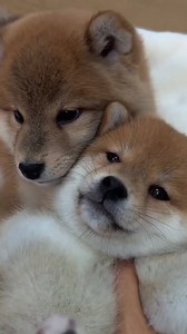 So cute 😘 | Shiba Inu Overload