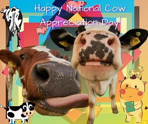 It's National Cow Appreciation Day! We LOVE when cows are silly - what sweet faces! Do you have any cows?? | OKC Animal Welfare
