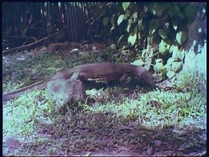 520K views · 23K shares | 1935 වසරේ විදේශිකයෙකු විසින් වීඩියෝගතකල කොලඹ එදා !! | ටිං Tin | Facebook