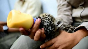 2K views · 30 reactions | Two jaguar cubs born five weeks ago are the...