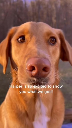 Harper and I’s new favorite item!!! Socks #cute #fyp #sock #animals #asmr #dog #foryoupage #foryou #reels #greenscreenvideo #love | Harper