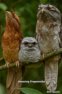 37K views · 3.1K reactions | Tawny Frogmouth Description Tawny...