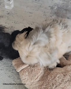 2.1K views · 212 reactions |  | Munchkin the Teddy Bear | Facebook