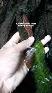Large Cryptocoryne in its natural habitat!🌿 #aquascapingnegros #aquaticplants #aquarium #fishkeeping #aquascaping | Aquascaping Negros