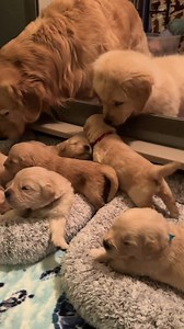 Meeting the family for the first time 🥰 | Dog lover