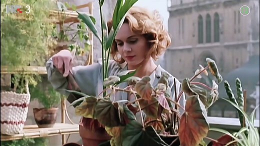 Oficir s ružom (1987) - Domaći film