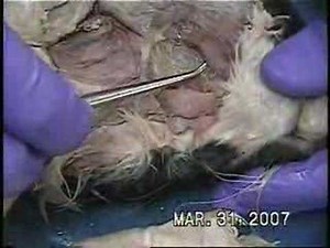 How to Dissect a cat to see all of the muscles