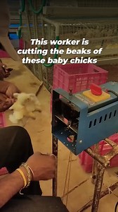 44K views · 937 reactions | This isn’t just painful; it’s torture! Baby chicks are mutilated with hot blades, condemned to a life of suffering. Do not support this pain–#GoVegan! #NationalBirdDay | PETA (People for the Ethical Treatment of Animals) | Facebook