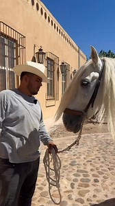 ÚLTIMOS DÍAS 😱🎁🐎🎫 POR SOLO $35 😱👇🏻 🥇EVENTO - 24 JUNIO 🇪🇸 SEMENTAL ESPAÑOL 🐎 IMPORTADO DE REGISTRO Y VALORADO APTO REPRODUCTOR ➕ $30,000 (BONO PRONTO PAGO) 🎫💰 ➜ (PAGANDO EN LAS PRIMERAS 2HRS DE APARTADO) ➕ ENVÍO GRATIS 🇲🇽✈📦 ➜ (COMPRANDO 10 NUMEROS O MÁS) | Caballos en México