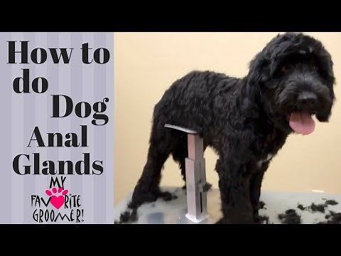 How to Express your Dog's Anal Glands