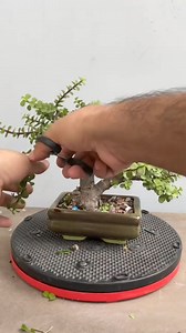 66K views · 769 reactions | Jade Bonsai Pruning | Crafts and graft | Facebook