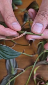 2.7K views · 52 reactions | ASMR Mira como hacemos propagación de filodendro micans  Se hacen cortes en las ramas fijándonos en donde están los nodos (raíces aéreas, puntos de crecimiento). Hicimos una cama de musgo y lo encerramos para guardar humedad, también vasos de agua y perlita ¿Quieres ver como han avanzado?華 #asmr #plantas #naturaleza #filodendro #philodendronmicans #relajacion #sonidos | Hogar Monstera | Facebook