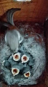 2.1K views · 36 reactions | The Story of Chickadee Chicks Growing up #animalscience #natureloversforlife #hatchingeggs #wildlifeonearth #birdlife #birdloversdaily #birdphotographyworld #naturetherapy #birdwatching_wildlife #wildlifephotographybird #feedingtime | Baby Bird Bites | Facebook