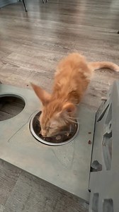 109K views · 6.5K reactions | I introduced Siren to BossCat Brand cat...