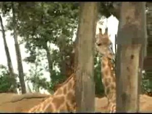 Sabana verde - Bioparc Valencia