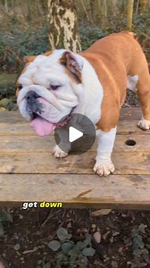 BulldogPabs on Instagram: "Lovely stroll with the pups (and maybe the wife 😉). She actually thought they might pick her over me – silly! 😎 #BulldogPabs #Adventure #FamilyTime"