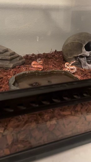 Teaching Corn Snakes to Distinguish from Cobras