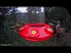 Foraging Rufous Hummingbird Flashes Iridescent Orange Throat Patch – August 18, 2017
