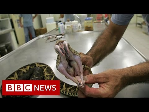 Venom from one of Brazil's largest snakes could be used to fight Covid - BBC News