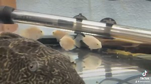 13 reactions | Discover the stunning Platinum Parrot fish, a radiant...