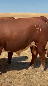 1K reactions · 20 shares | #lambertranchherefords #herefords #simangus #angus #cattle #cows #bulls #calf #heifer #herefordcattle #beef #agriculture #california #californiaagriculture #ranchlife #livestock #animals #nature #ranching #cowseverywhere #MAHbrandrep | Lambert Ranch | Facebook