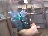 Shocking footage of pigs being abused in pig slaughterhouse