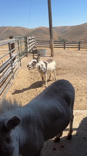 The pasture tea kettle is at it again #minidonkey #boiling #idahogi #watershot #braying #heehaw #gloria | Double Donkey Ranch