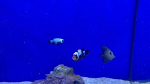 2.1K views · 33 reactions | Clown Fish appreciation/stock video 嵐 Loads in stock  Commons £15each Black & white £20each Percula pairs £45 Snowflake black pair £80 Snowflake black large pair £99 Snowflake orange pair £80 Naked large pair £120 Platinum pair £100 #corals #reefaquarium #reeftank #tropicalaquarium #marinefish #saltwater #coraltank #reefkeeping #clownfish | Kidsgrove Tropicals & Water Garden Centre | Facebook