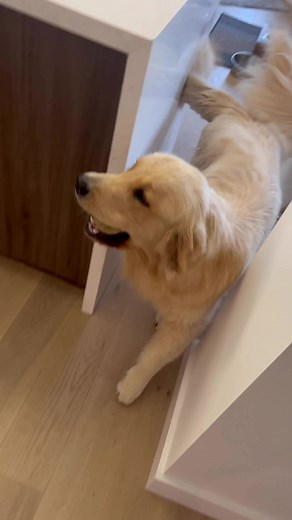36K views · 2.9K reactions | Colin is so happy to see you #colin #goldenretriever | Sterling Newton | Facebook