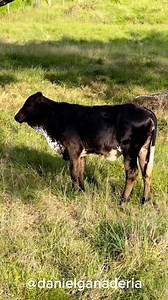 Girolandas plus 🐮 | Daniel Ganaderia