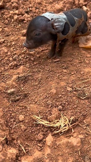 Amazing Baby Wild Boar Newborn #amazing #baby #wildboar #newborn #viral #pig #wildlife #piglet #boar #pigs #piggy #farm #pork #minipig #minipigs #cute #cutepig #pigsaspets #piglove #oink #piglife #minipigsofinstagram #pigsofig #piggies #love #animals #potbellypig #piglets #cutepigs #minipiglove #petsofinstagram #pigsofinstagram #petpig | hhgfvbk