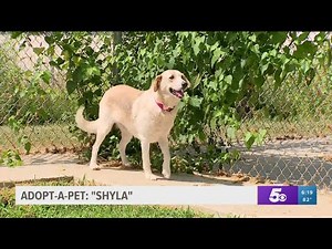 Adopt a Pet: Shyla at Washington County Animal Shelter