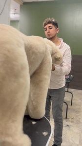 This is a teddy bear 🧸 | Danny The Groomer