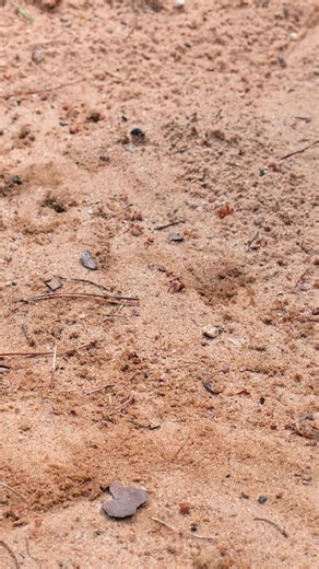 40K views · 61 reactions | How To Cook In The Wild! | Crafty Panda How | Facebook