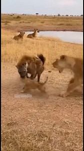 Lioness vs Hyena: A Fierce Stand for Her Cub’s Life 🦁🛡️ Dateline: Etosha National Park, Namibia – January 31, 2026 Near a cracked waterhole, a hyena lunged at a lion cub—only for the mother to explode into action, claws flashing. Dust swirled as she slammed the hyena to the ground, roaring defiance. Two other lionesses watched, tense but ready. The hyena fled, limping; the cub scrambled to safety. The lioness stood guard, panting, eyes blazing—nature’s rawest love in motion. This video is gene