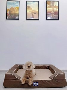 Having fun with Amber’s commands. Thanks to Joyce and family for the bed! | Amber Toy Poodle